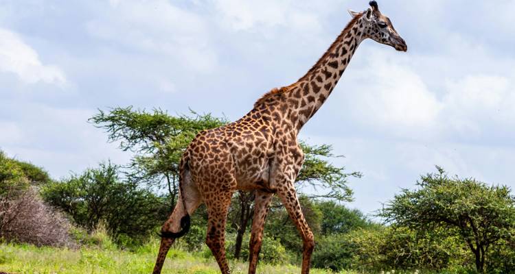 Excursión de 1 día a Tsavo Este desde Mombasa - 20% de descuento - Smile view Kenya tours and travel 1