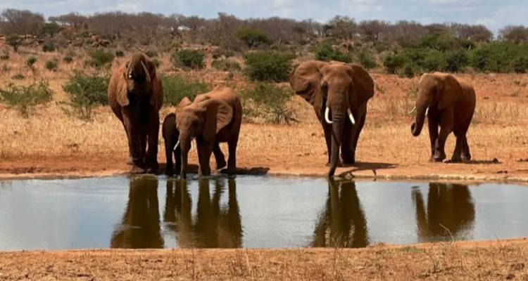 Excursión de 1 día a Tsavo Este desde Mombasa - 20% de descuento - Smile view Kenya tours and travel 2
