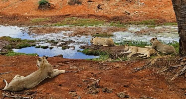 Excursión de 1 día a Tsavo Este desde Mombasa - 20% de descuento - Smile view Kenya tours and travel 3