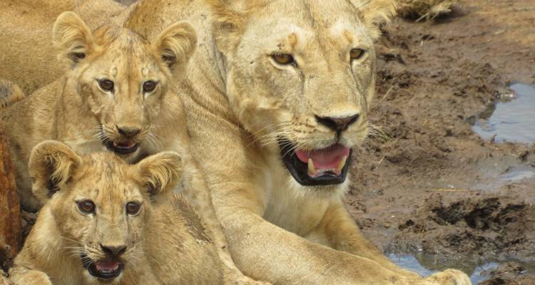 Excursión de 1 día a Tsavo Este desde Mombasa - 20% de descuento - Smile view Kenya tours and travel 4