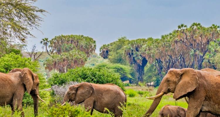 Excursión de 1 día a Tsavo Este desde Mombasa - 20% de descuento - Smile view Kenya tours and travel 6
