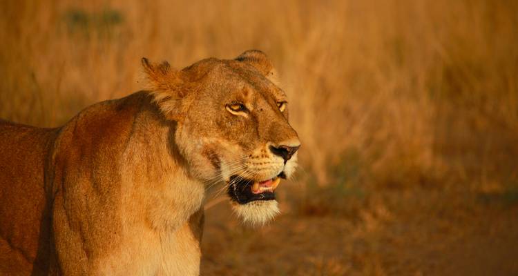 6 jours - Ndutu Calving Season Serengeti Migration Tanzania Safari - theKili-Guides 9
