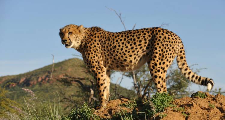 6 jours - Ndutu Calving Season Serengeti Migration Tanzania Safari - theKili-Guides 10