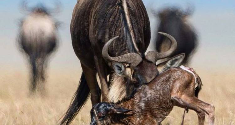 6 jours - Ndutu Calving Season Serengeti Migration Tanzania Safari - theKili-Guides 4