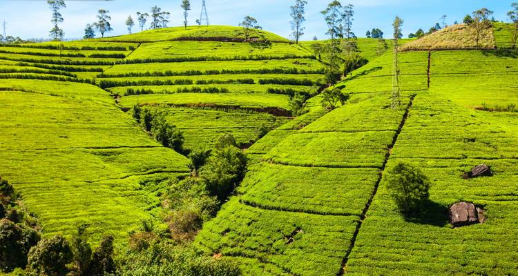 Experimenta Sri Lanka - Panoramic Tour & Travels 4