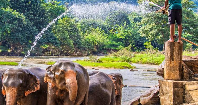 Elephants being washed in a river by a person.