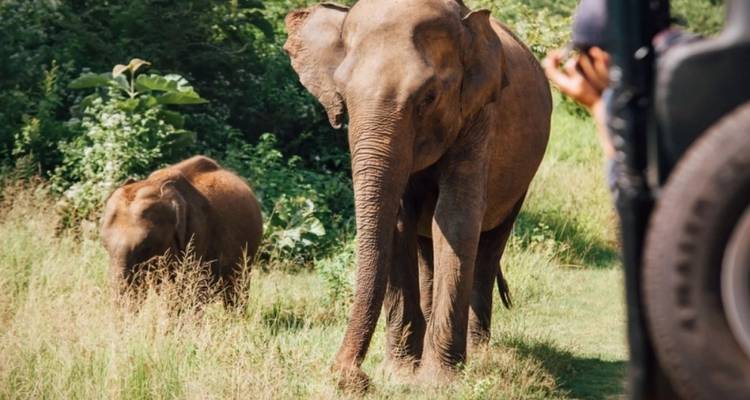 Deux éléphants avec une personne visible dans un véhicule, dans un cadre naturel.