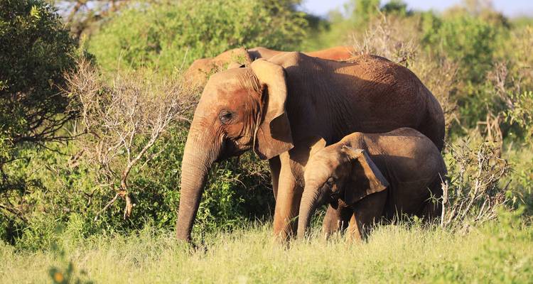 Safari de lujo de 5 días en Tanzania - theKili-Guides 3