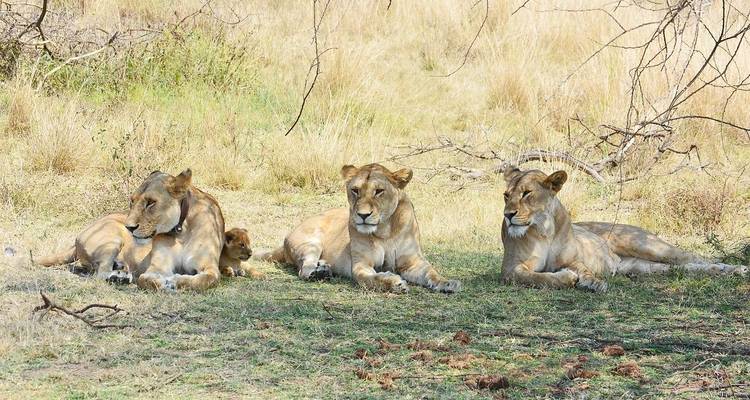 Safari de lujo de 5 días en Tanzania - theKili-Guides 7