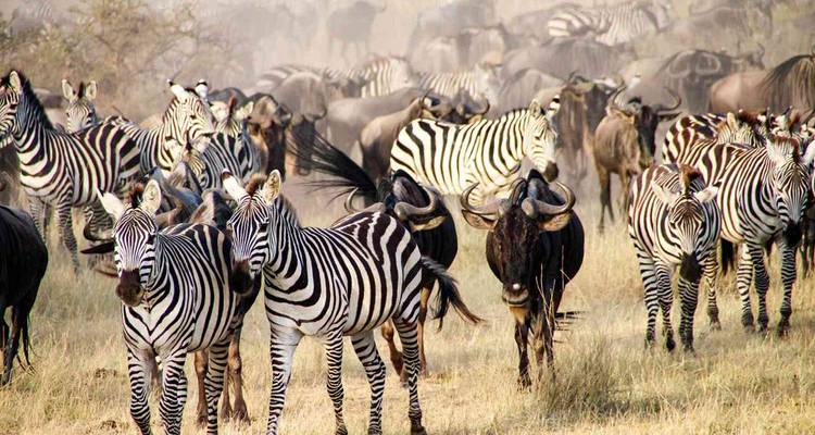 Safari de lujo de 5 días en Tanzania - theKili-Guides 8