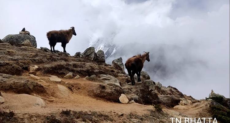 Honey Hunting Experience in Gorkha, Larpak, Nepal - Trek Mania Nepal  1