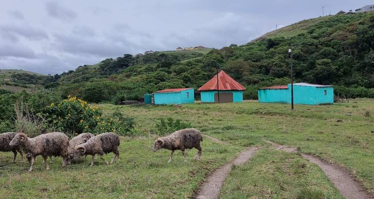 Un petit troupeau de moutons broute près de cabanes rurales turquoise vif nichées parmi des collines vertes sous un ciel nuageux.