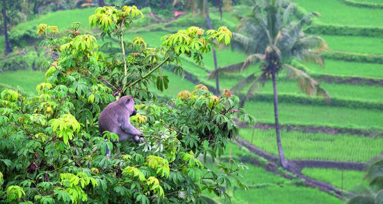 Bali & Lombok: Indonesia Highlights - SKR Reisen 3