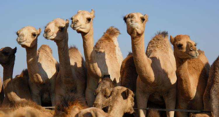 Reihe neugieriger Kamele, die unter einem klaren blauen Himmel in Richtung Kamera blicken.