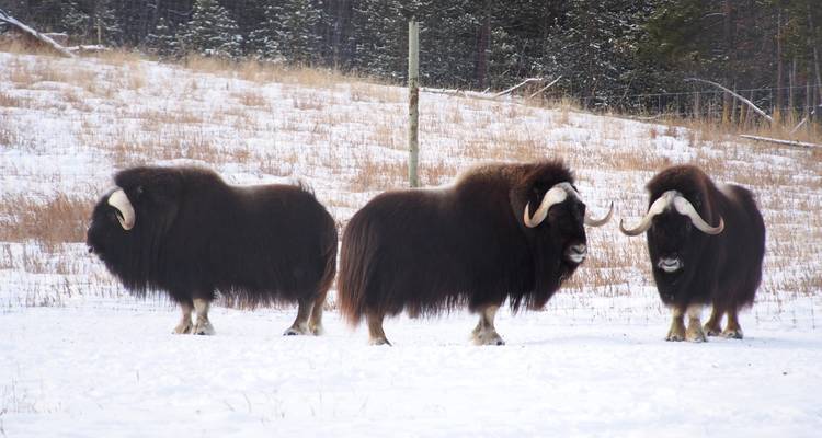 Faune, sources thermales et aurores boréales : Une escapade hivernale au Yukon depuis Vancouver - Landsby 4