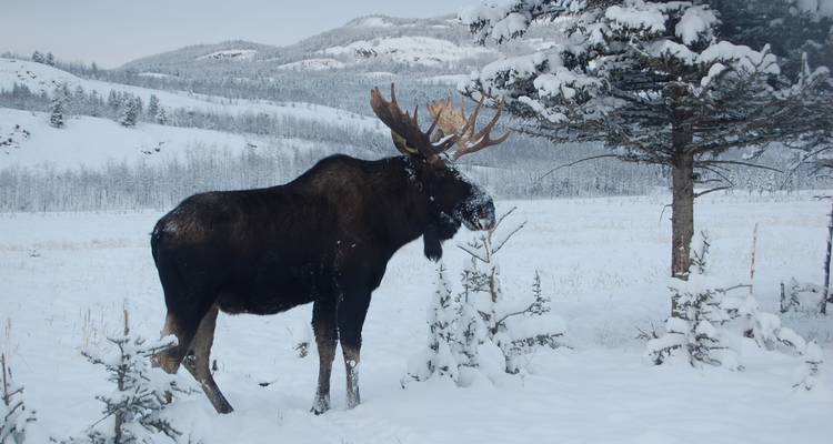 Faune, sources thermales et aurores boréales : Une escapade hivernale au Yukon depuis Vancouver - Landsby 6