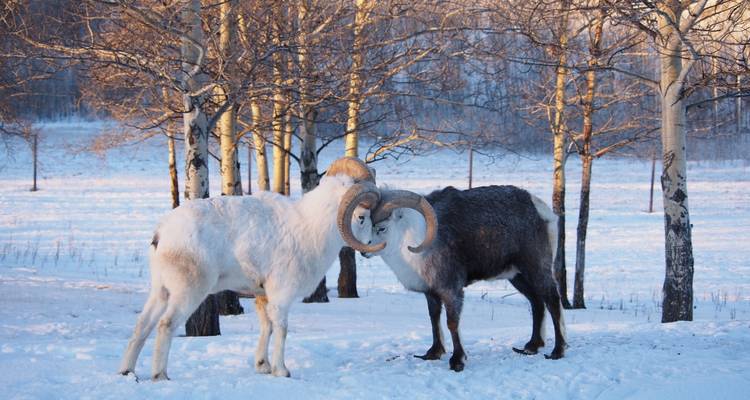 Faune, sources thermales et aurores boréales : Une escapade hivernale au Yukon depuis Vancouver - Landsby 7