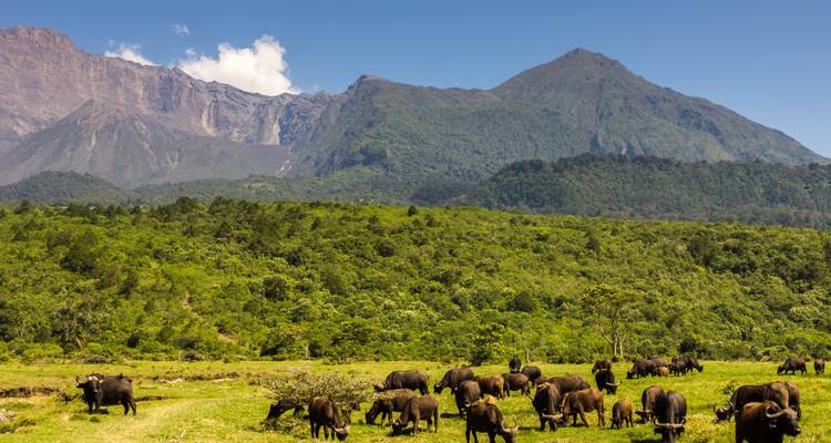 Safari de 8 días en Tanzania - Vida salvaje y educación - Lights on Africa Destinations & Safaris 3