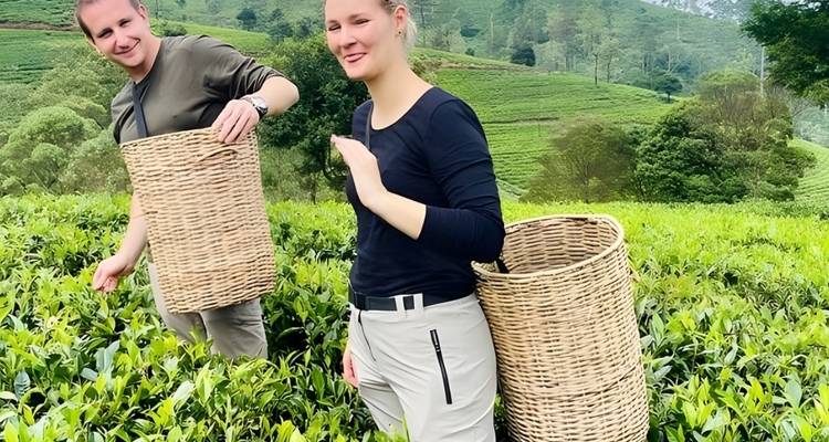 Des gens qui cueillent des feuilles de thé dans une plantation verdoyante.