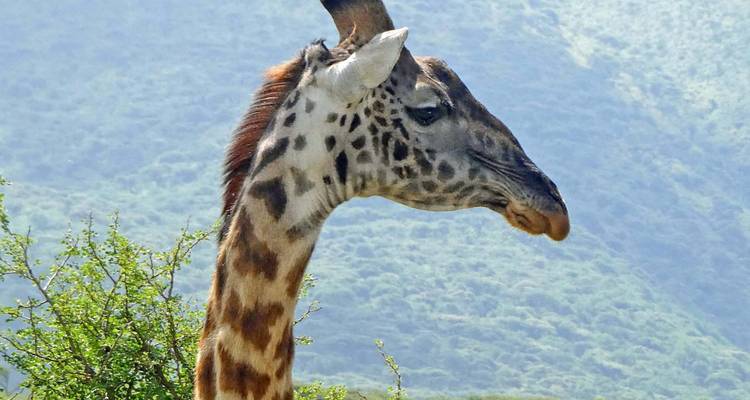 Safari animalier de 7 jours en Tanzanie - Lights on Africa Destinations & Safaris 3