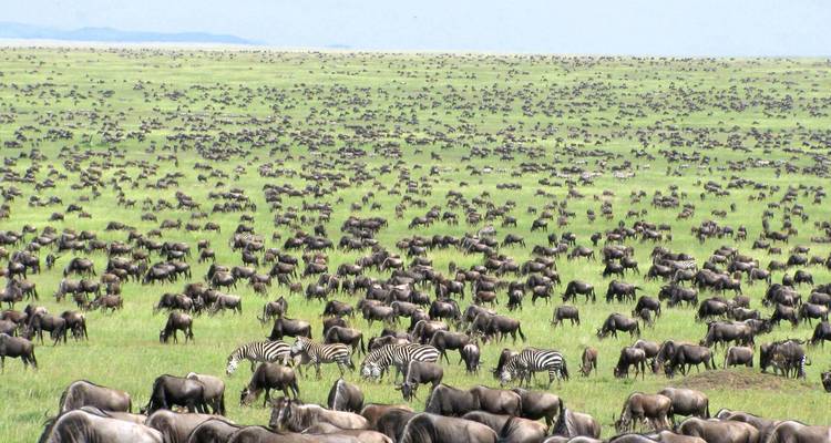 Safari animalier de 7 jours en Tanzanie - Lights on Africa Destinations & Safaris 8