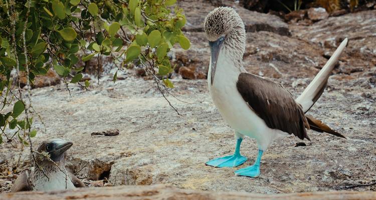 Galápagos Abarcado - 17 días (17 destinations) - On The Go Tours 4