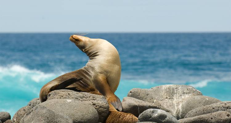 Un lobo marino de las Galápagos posa sobre rocas de lava oscura con oleaje y océano abierto de fondo.