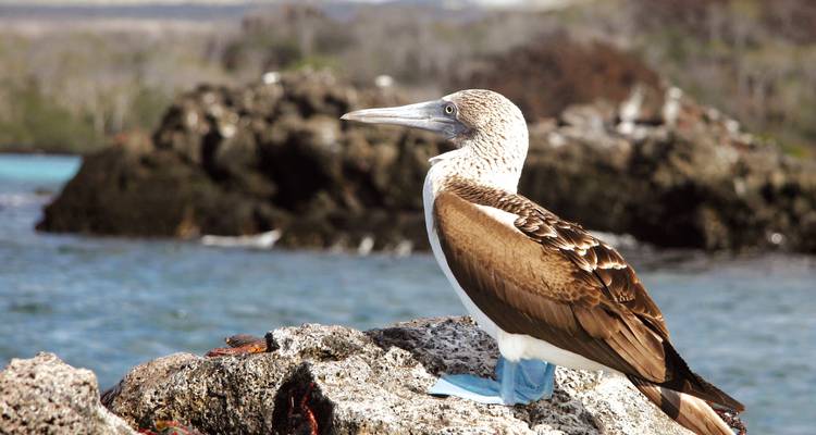 Un piquero de patas azules se mantiene alerta sobre una roca de lava costera con agua turquesa detrás.