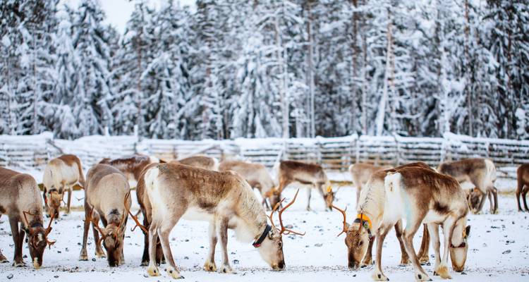 Finnish Lapland: Snowy Forests & Husky Adventure - journaway 1