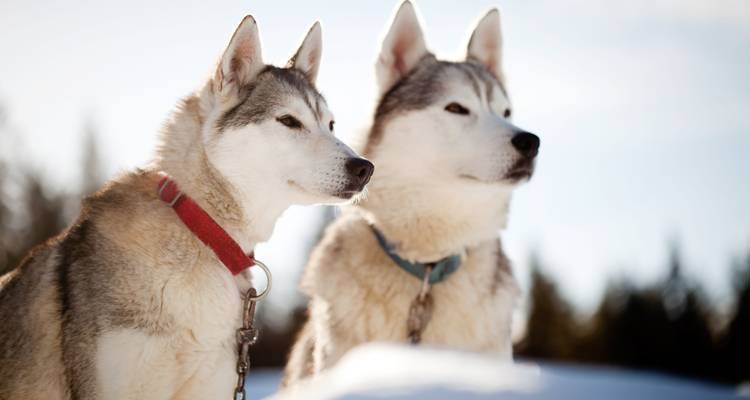 Finnish Lapland: Snowy Forests & Husky Adventure - journaway 7