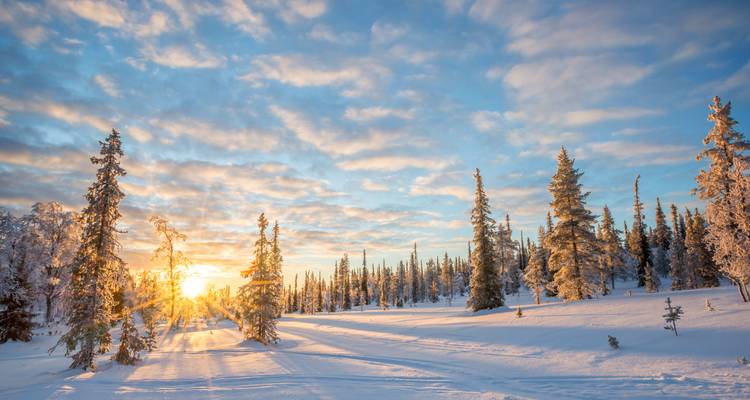 Finnish Lapland: Snowy Forests & Husky Adventure - journaway 8