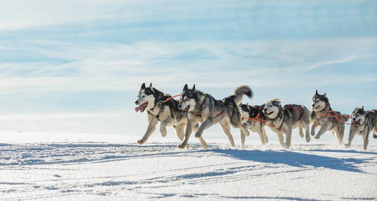 Chiens de traîneau courant à travers un champ enneigé sous un ciel bleu.