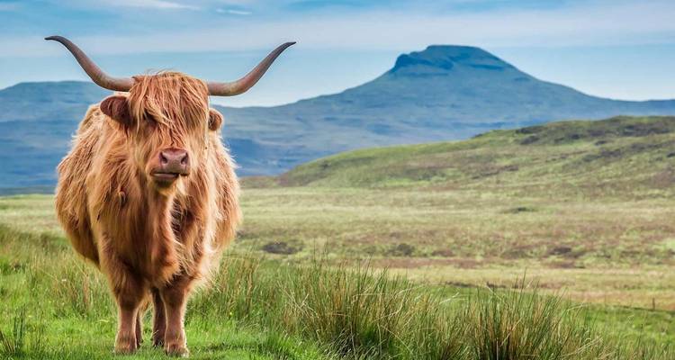 Retrato de vaca de las Tierras Altas en páramo escocés abierto con montaña solitaria al fondo.