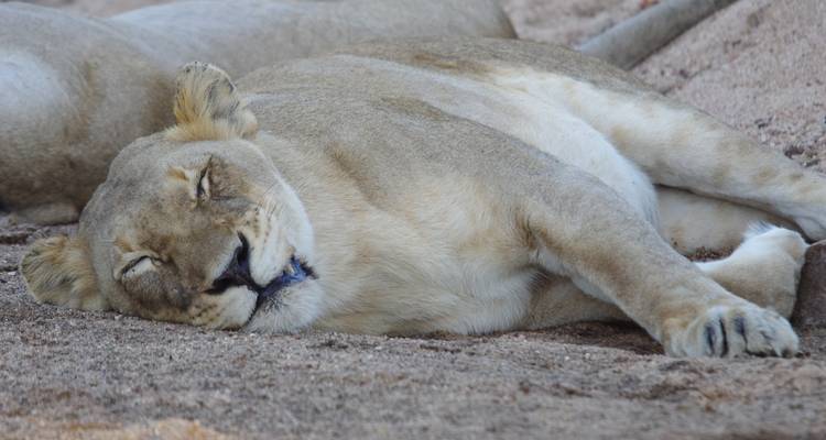 Close-up van een slapende leeuwin liggend op zandige grond.