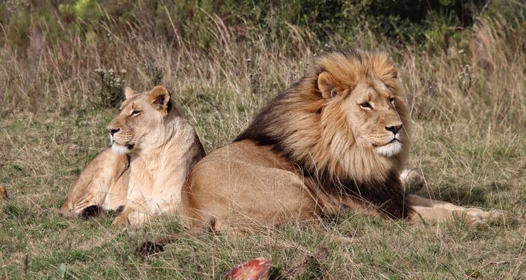 Mannelijke en vrouwelijke leeuwen rusten in grasrijke savanne met resten van prooi in de buurt.