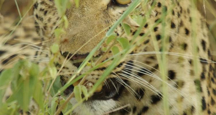 Close-up van een luipaardenkop die gedeeltelijk verscholen is achter hoog gras.