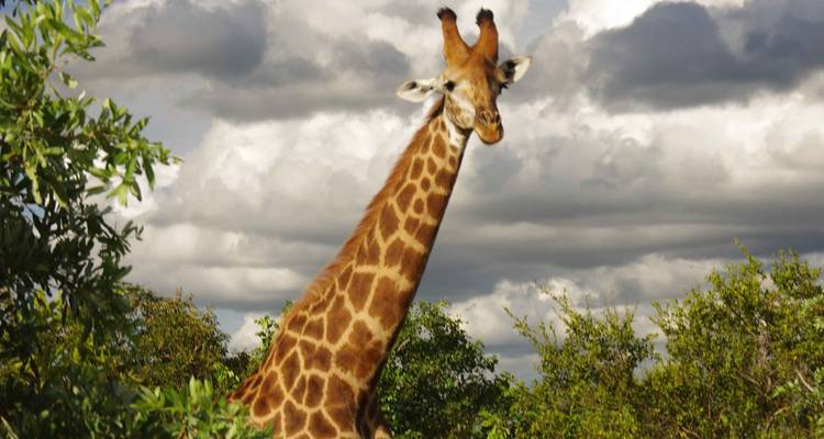 Giraffe die tussen struiken staat onder een dramatische bewolkte hemel.