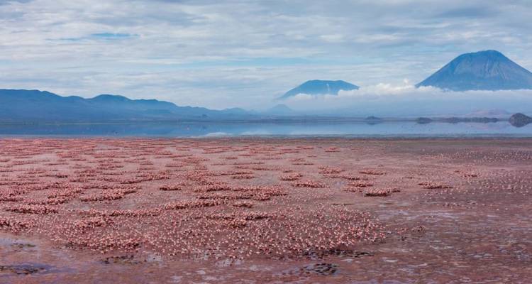 Safari de 14 días en Tanzania para observar aves - Lights on Africa Destinations & Safaris 7