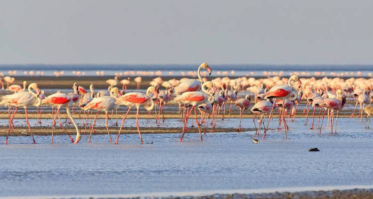 Safari de 14 días en Tanzania para observar aves - Lights on Africa Destinations & Safaris 8