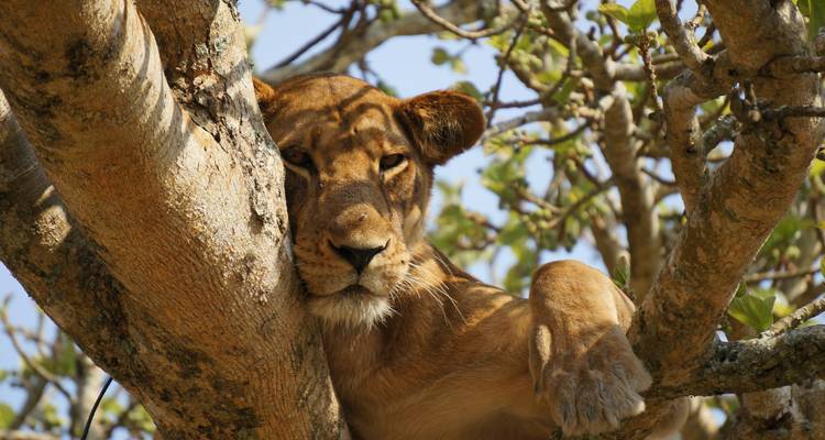 UGANDA | Vers les gorilles de montagne - Ruefa Studienreisen 4