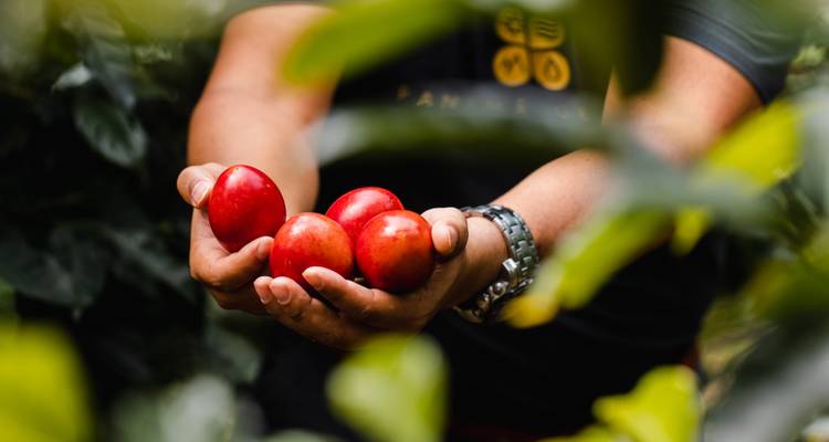 Lo Mejor de Panamá: El Canal, el Café y la Escapada al Bosque Nuboso - EcoCircuitos Panama 4