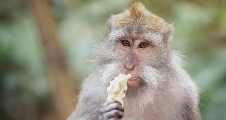 Portrait de macaque à queue longue mangeant de la nourriture avec un arrière-plan de jungle floue