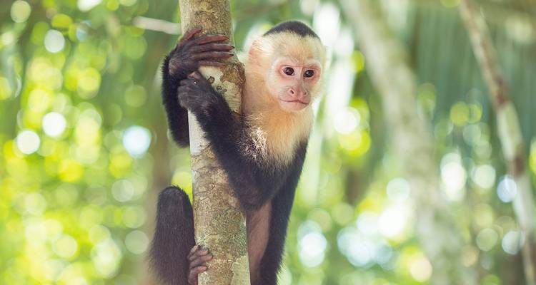Primer plano de un mono capuchino de cara blanca aferrándose a un árbol en una selva tropical con luz solar filtrada.