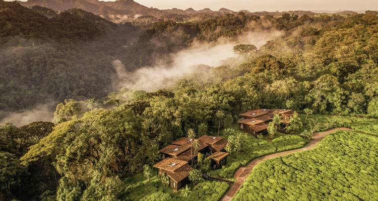 Cabaña moderna rodeada de bosque denso.