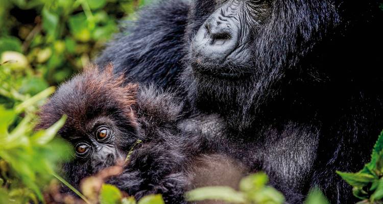 Gorilla und Babygorilla in einer üppig grünen Umgebung.