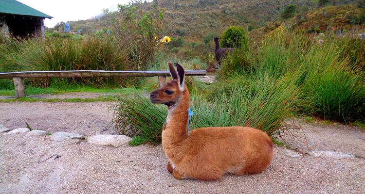 ROUTES ANCESTRALES : UNE AVENTURE A TRAVERS LA VALLEE SACREE ET LA PISTE INCA - 7 JOURS - Waman Adventures 10