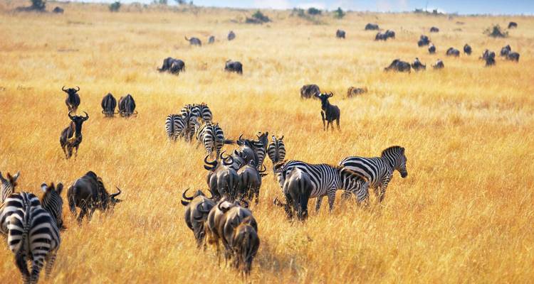 Mejorado - Lo más destacado de Kenia - Explore! 1