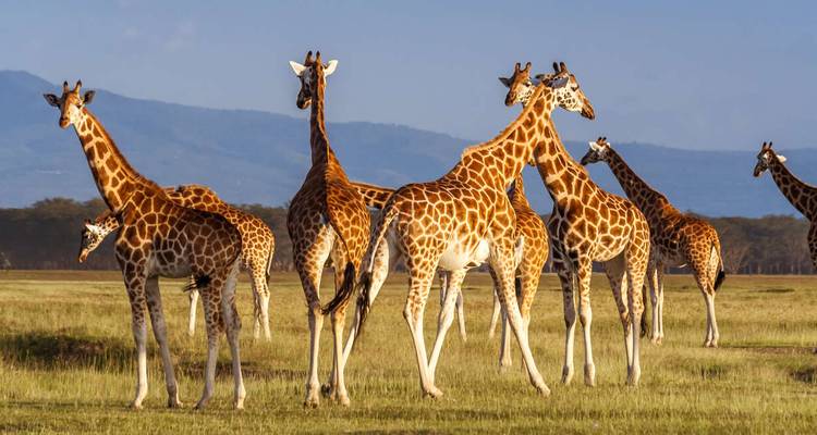 Mejorado - Lo más destacado de Kenia y Tsavo (7 destinations) - Explore! 1