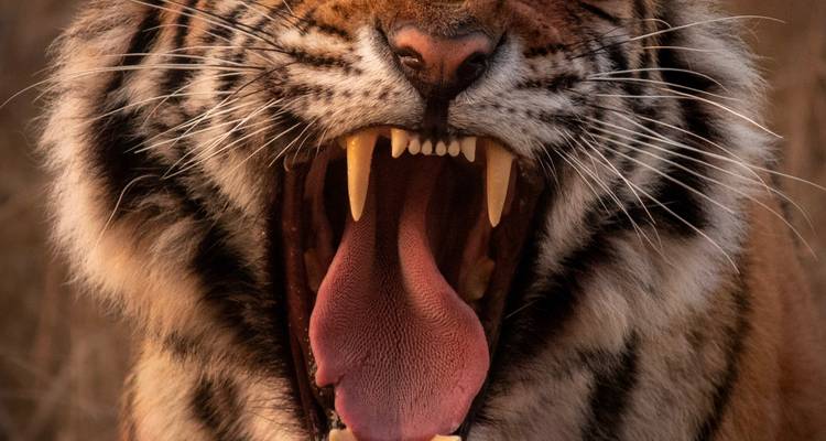 Close-up of a roaring tiger.