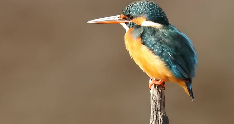 Kingfisher bird perched on a stick.